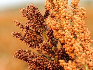 Sorghum seed heads with dense orange and brown grain clusters