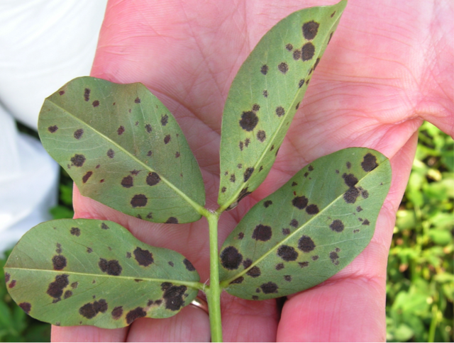 Figure 2. Late leaf spot of peanut