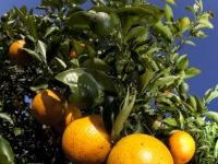 Oranges hanging from a leafy tree branch against a blue sky