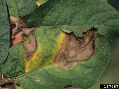 Green leaf with large brown necrotic lesions and surrounding yellow discoloration