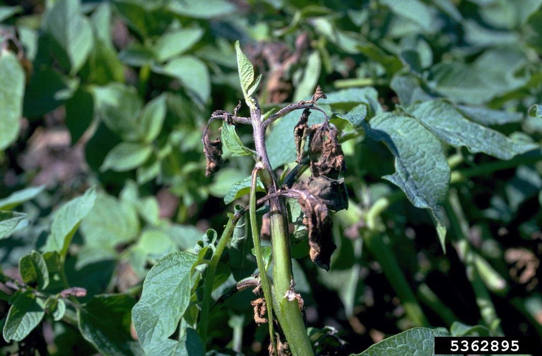 Potato late blight image by Howard F. Schwartz --bugwood