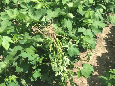 proper removal of pigweed