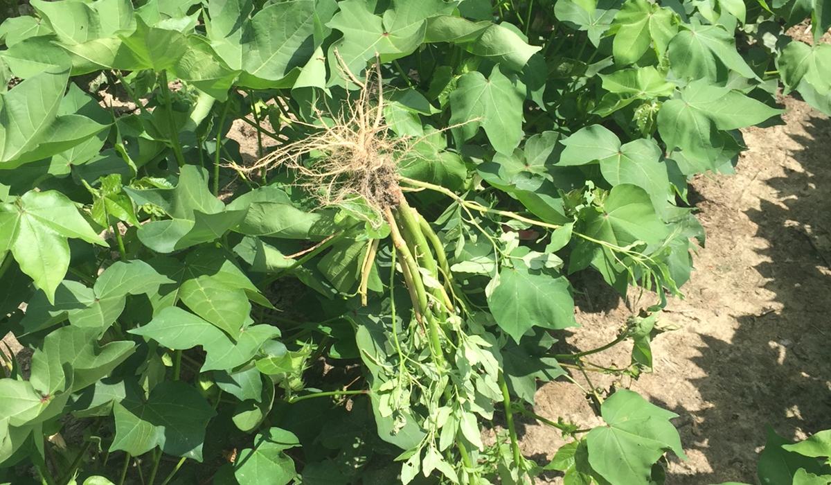 Weeding Groundnuts July Is the Time for Hand-Weeding (Collins & York) - Cotton | NC State ...