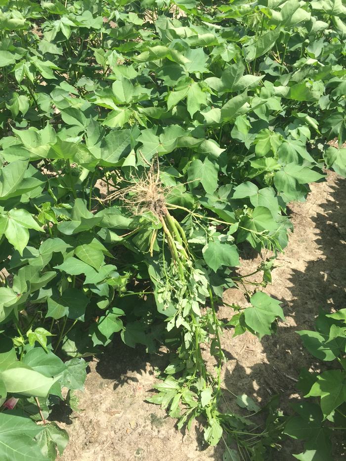 proper removal of pigweed
