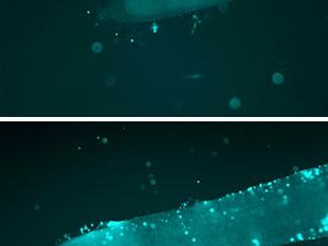 Two-panel fluorescence view of an elongated larva with surface fluorescent particles.