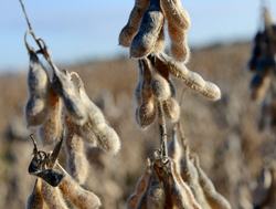 Dry soybean pods on a plant in an agricultural field