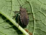 squash bug