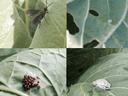 Collage: wasp on leaf; small insect with eggs on leaf; cluster of insect eggs; gray frog on leaf