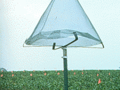 Wire Trap in corn field