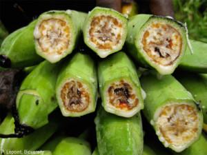 Bunch of green bananas cut to show hollowed, brown-damaged interiors