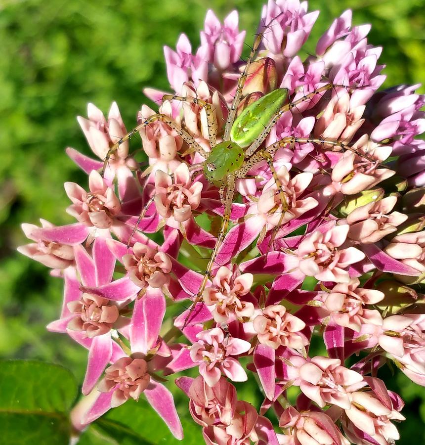 Asclepias rubra
