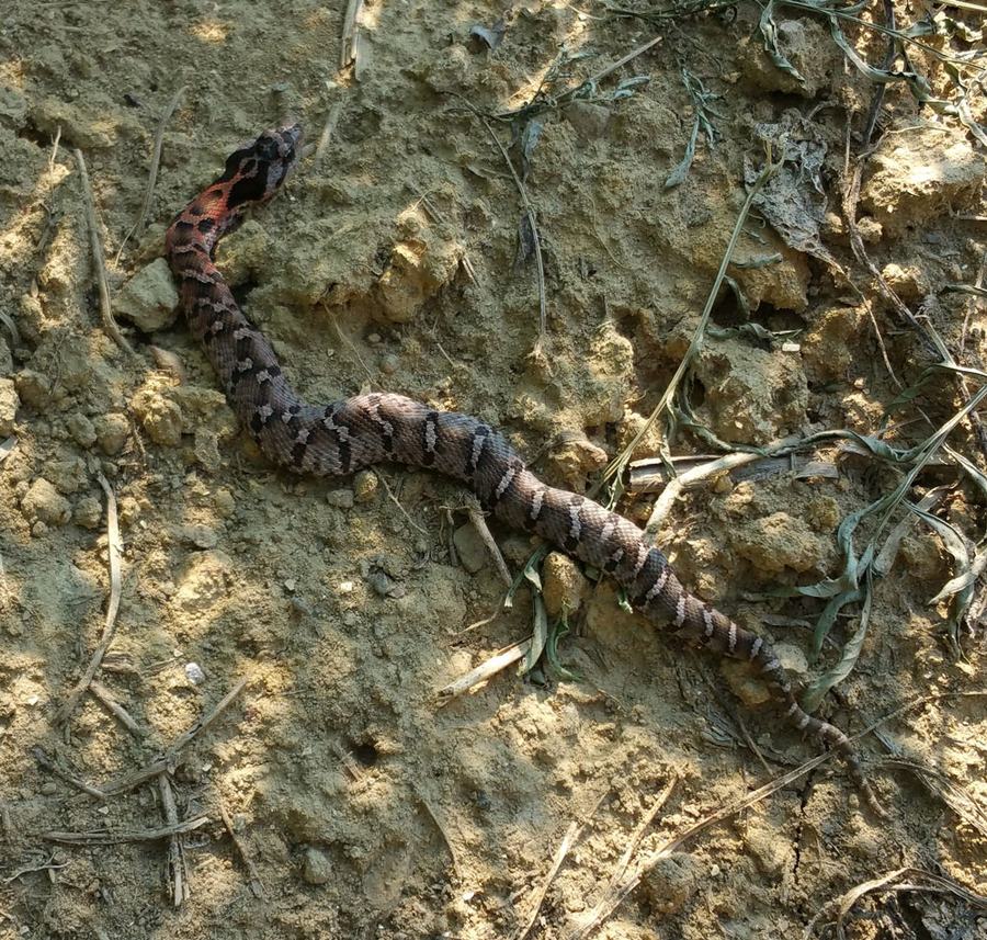 Juvenile eastern hognose snake (non-venomous) hanging out in the shade of the marigold bed at Perry-winkle Farm.