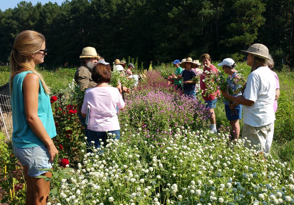 Cut flower workshop participants got a chance to try out their new knuckle knives and practice harvesting gomphrena at Perry-winkle Farm.