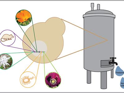 Diagram of biomaterial inputs into a processing tank producing thebaine and hydrocodone