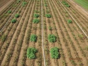 Aerial view of field with evenly spaced young crop plants and white drip irrigation lines