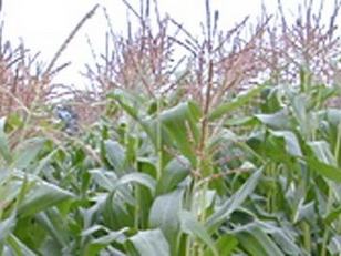 Corn stalks with tassels in a field under a pale sky