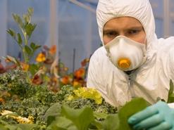 Person in white protective suit and respirator inspecting leafy plants in a greenhouse