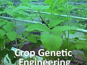 Hydroponic leafy crops with text "Crop Genetic Engineering; Source: Battelle Institute"