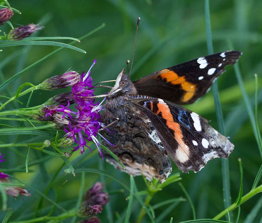 Red admiral butterfly