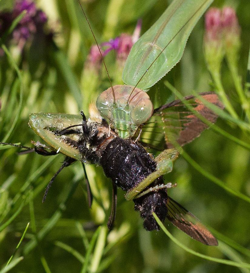 Praying mantis feeding on a hummingbird moth on threadleaf ironweed.