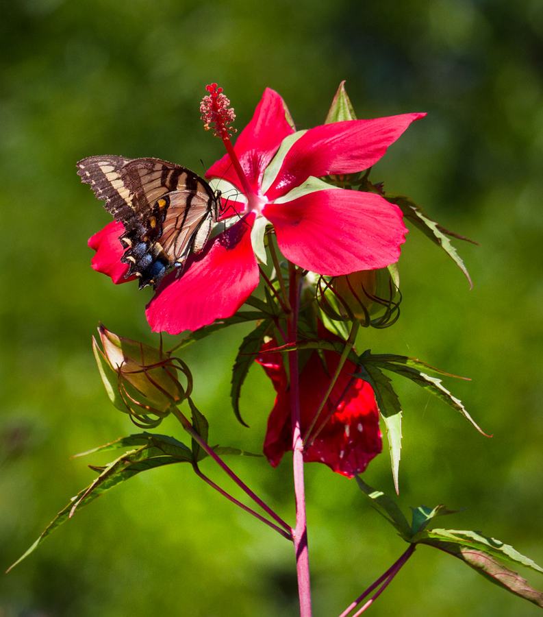 Tiger swallowtail on red rose mallow