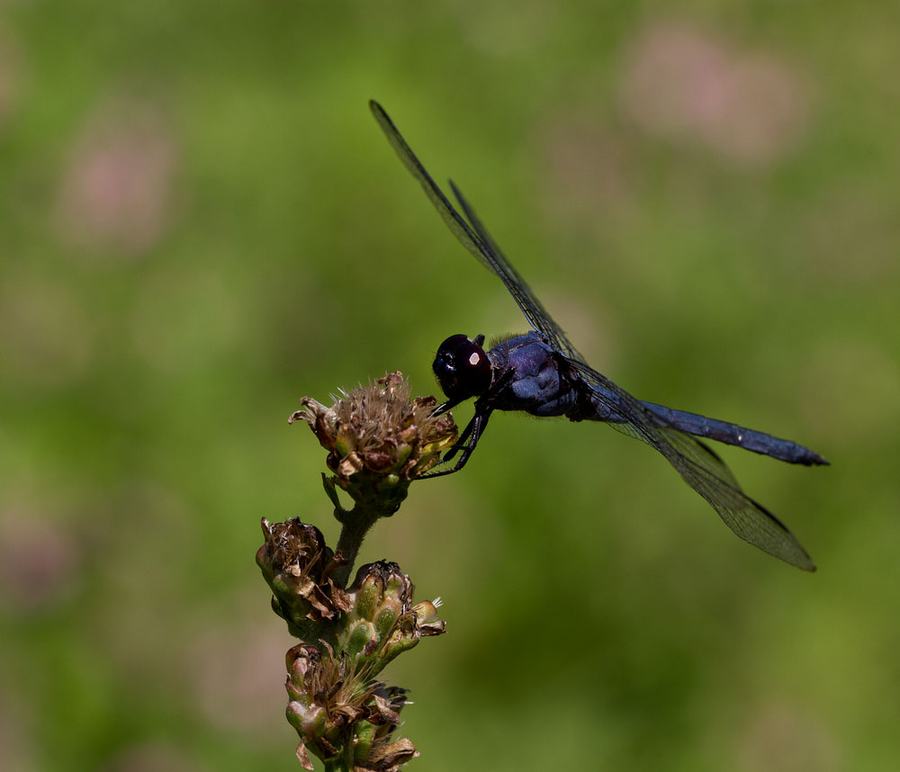 Slaty skimmer on blazing star