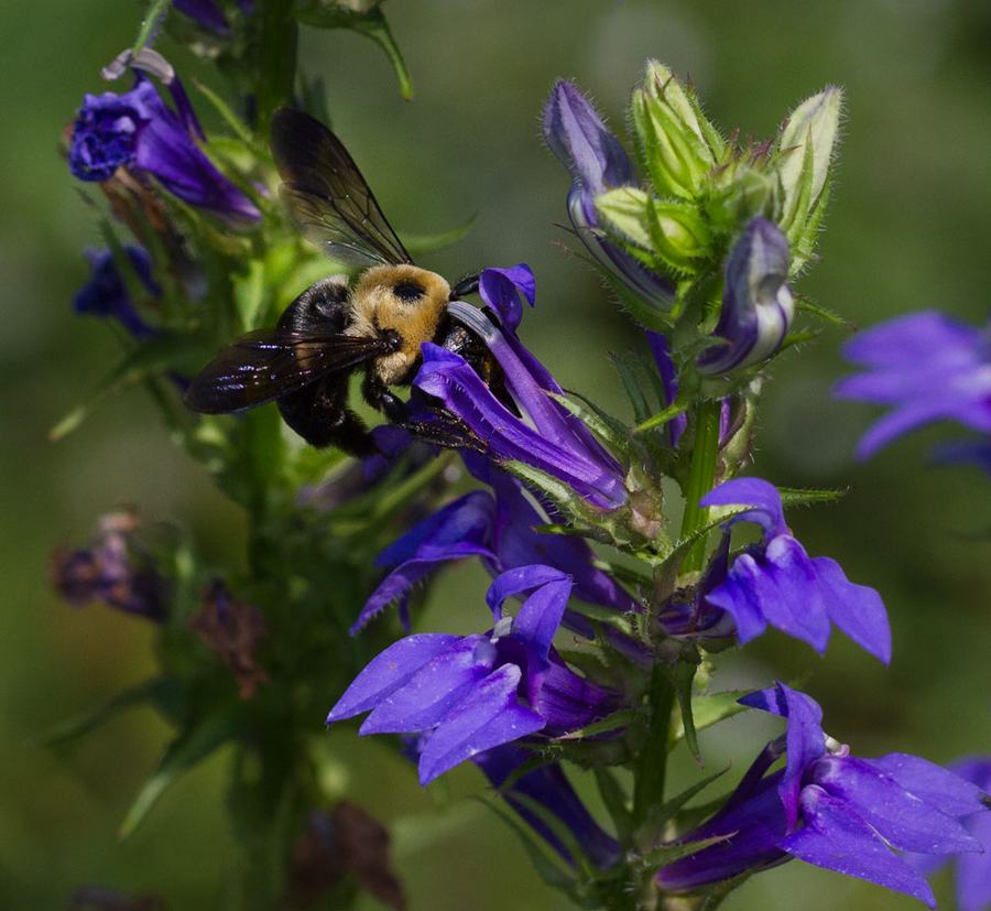 Carpenter bee on great blue lobelia