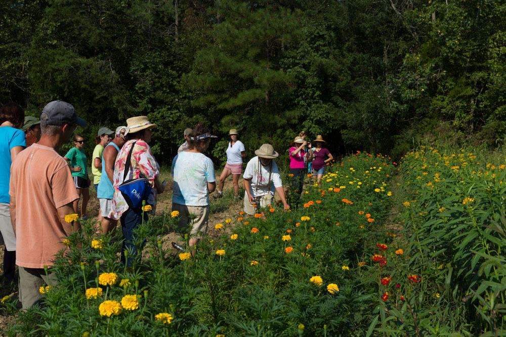 Cathy discusses marigolds and Asclepias.