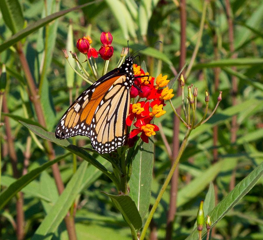 Close-up of monarch on Asclepias.