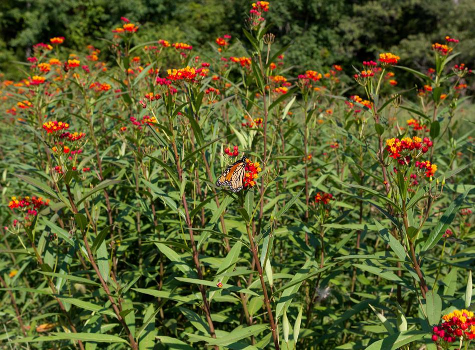 Bed of milkweed (Asclepias) with a visiting monarch butterfly.