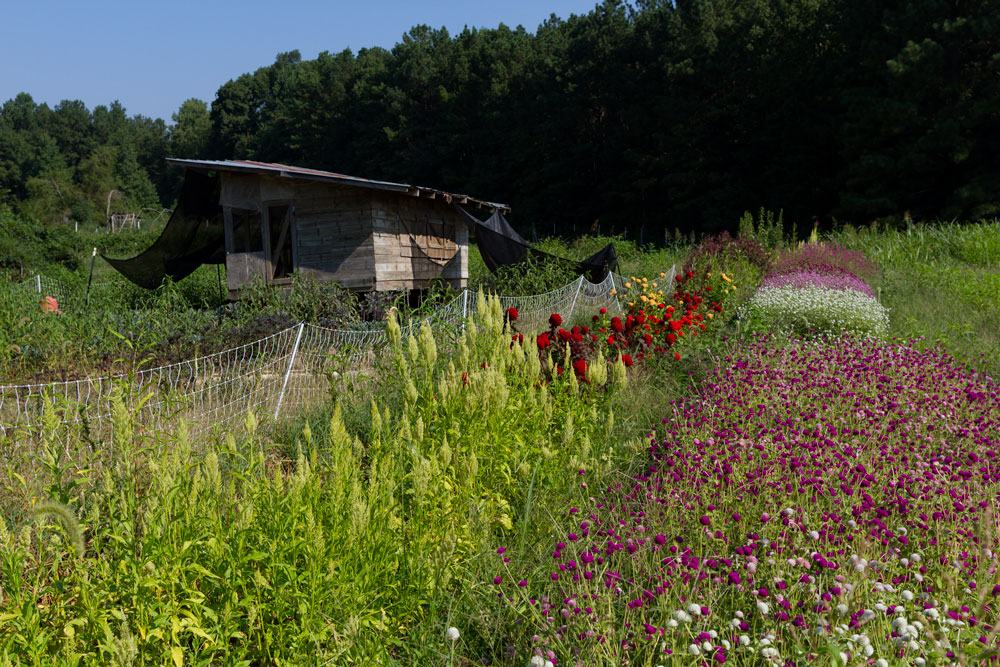 Egg-mobile for pastured hens next to cut flower beds.
