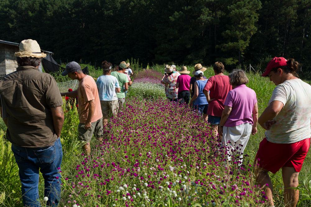 Participants received a knuckle knife for harvesting flowers and got a chance to try it out on an old gomphrena bed.