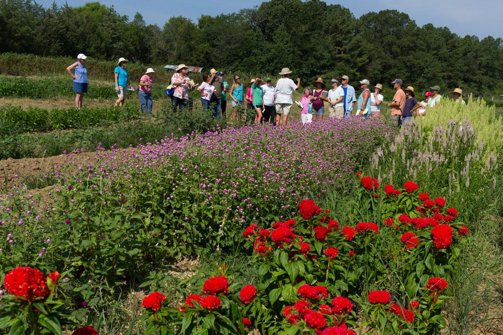 The group looks at celosia, gomphrena, and sunflower beds.