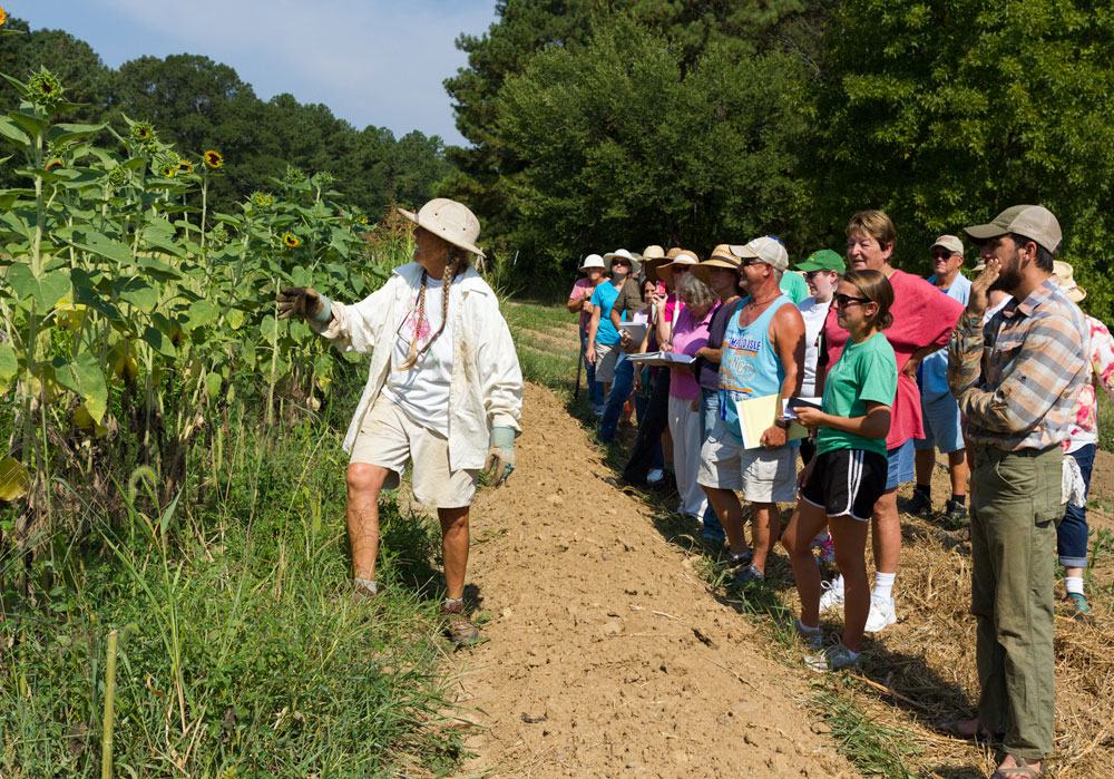 Cathy demonstrates how to select sunflowers at the proper stage for harvesting, and then how to strip the leaves in the field.