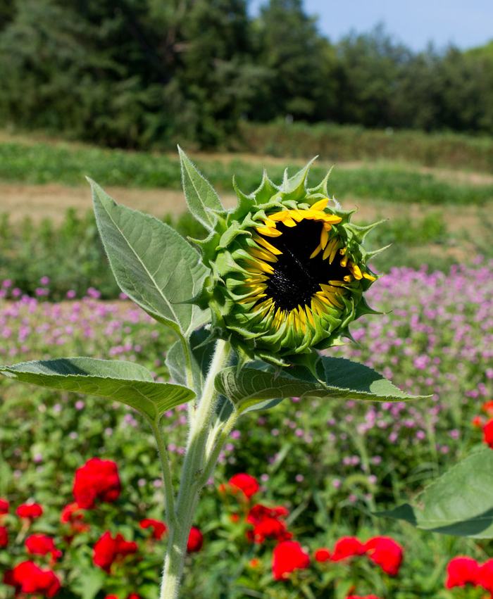 This is the proper stage of harvest for sunflowers, when one or two petals are just starting to lift off the center disk.
