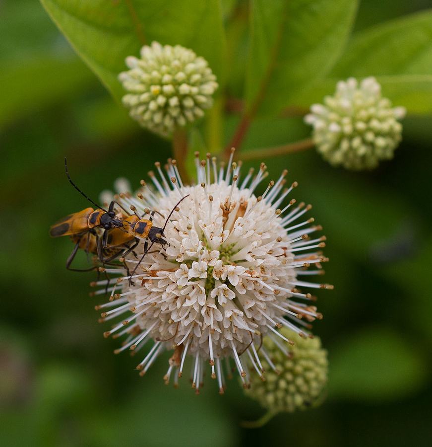 Soldier beetle love on buttonbush.