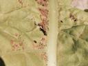 Green leaf with brown necrotic spots and scattered small black insects and frass