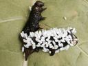 Dark caterpillar on a leaf covered in clusters of white parasitic wasp cocoons