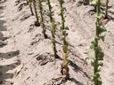 Rows of green plant stalks with sparse leaves growing in sandy soil