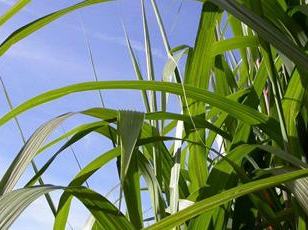 Tall green sugarcane leaves and stalks against a clear blue sky