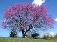 Single pink-blossomed tree on a grassy hill under a blue sky