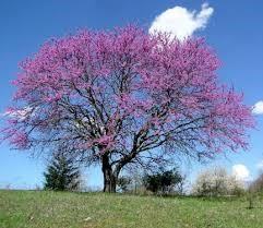 Redbud