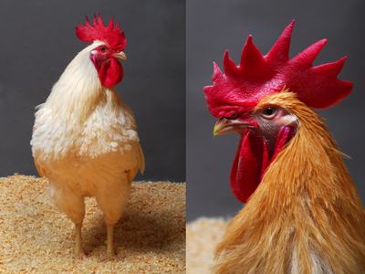 White rooster standing on wood shavings with close-up of a red-combed rooster head on right