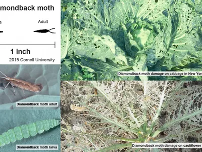 Diamondback moth (adult and larva) and leaf-feeding damage on cabbage and cauliflower
