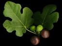 Ficus carica