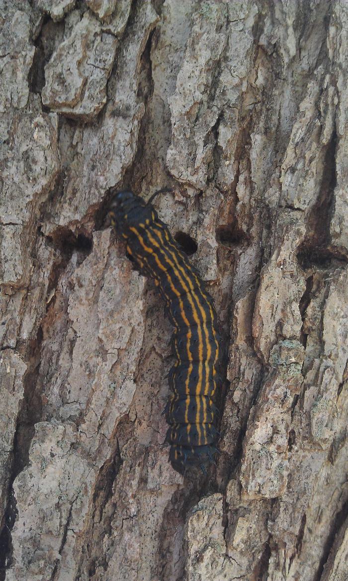 Late instar orangestripped oakworm on a tree trunk. Photo: SD Frank