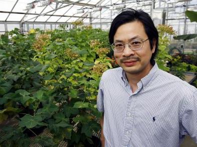 Man standing beside plants on benches inside a greenhouse