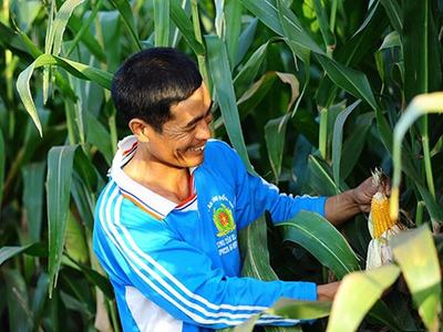 Man in blue jacket harvesting a corn ear in a cornfield