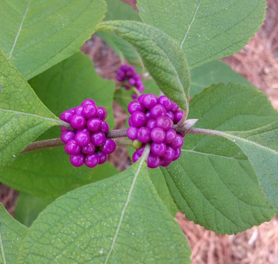 Callicarpa americana