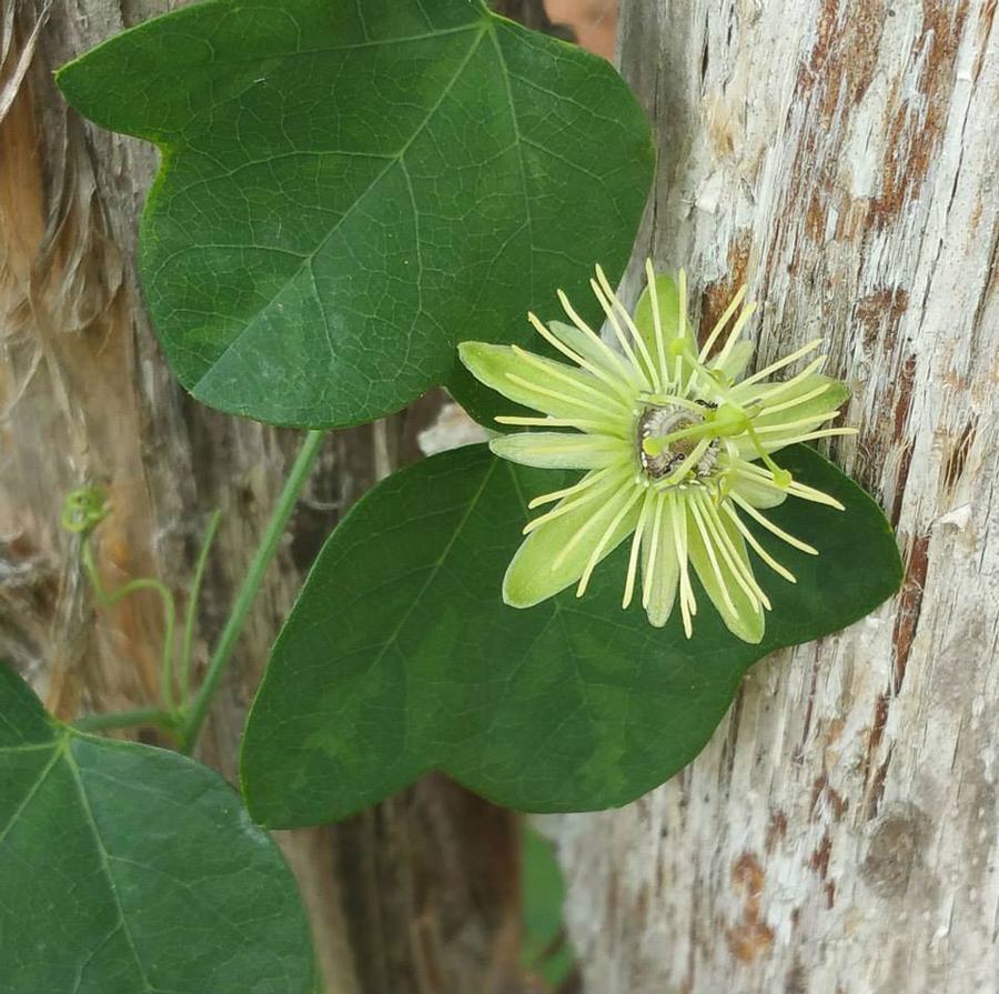 Passiflora lutea